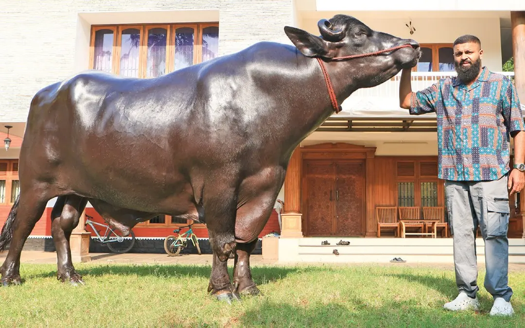 Shanavas Abdullah with his 10-year-old buffalo Khuman Khali
