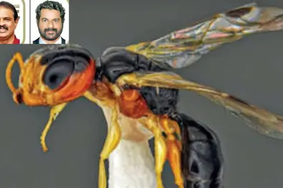 Scientist names newly discovered wasp species after his retiring teacher
