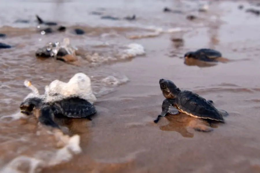 1,700 baby olive ridley turtles safely released into the sea in Malappuram