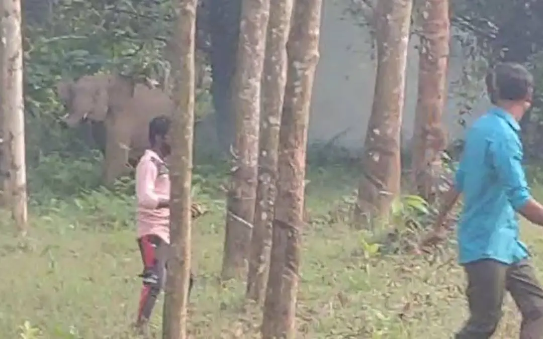 Kuttampuzha wild elephants | Photo: Special Arrangement
