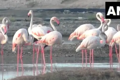 Flamingos take over Thoothukudi’s salt pans | WATCH
