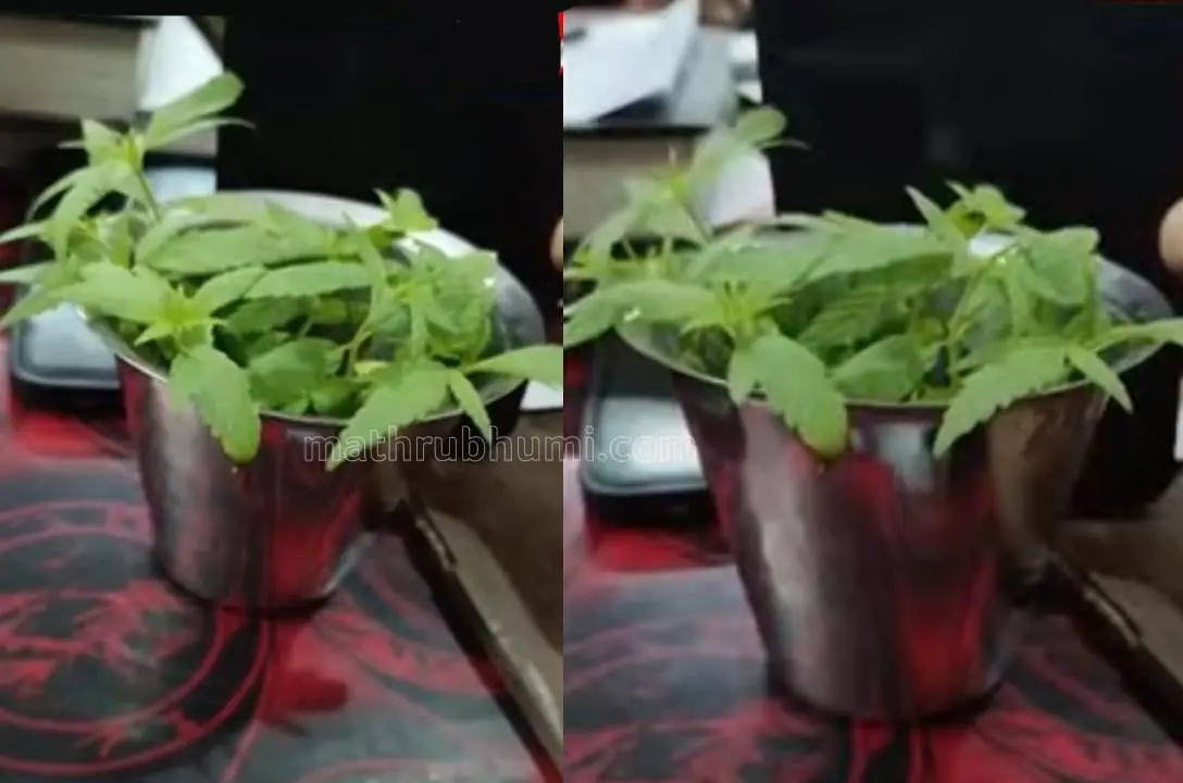 Cannabis plant grown in a steel glass