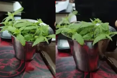 Kerala school students caught growing ganja at home; hash oil seized