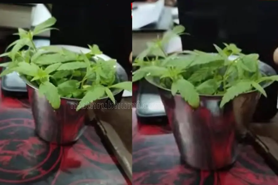 Kerala school students caught growing ganja at home; hash oil seized