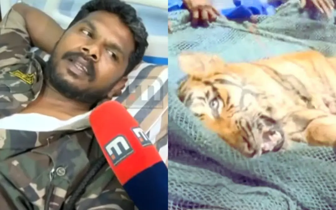 Forest guard Manu who was attacked by the tiger, Tiger