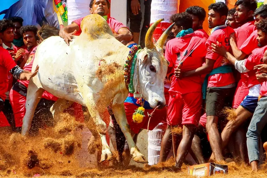 1000 bulls, 650 participants: Alanganallur Jallikattu festival begins
