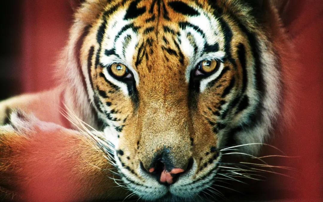 .Representative Image | Photo: David Longstreath
