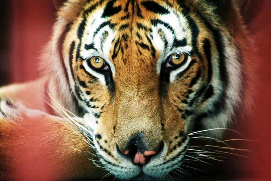 Vandiperiyar in Kerala on alert as tiger prowls; efforts underway to capture big cat