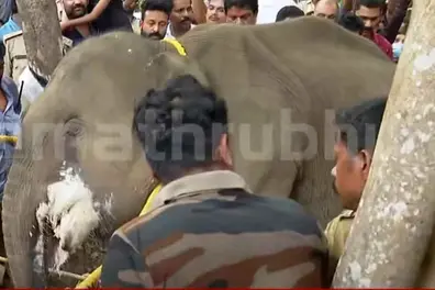 Forest Dept launches probe into elephant calf death in Kannur