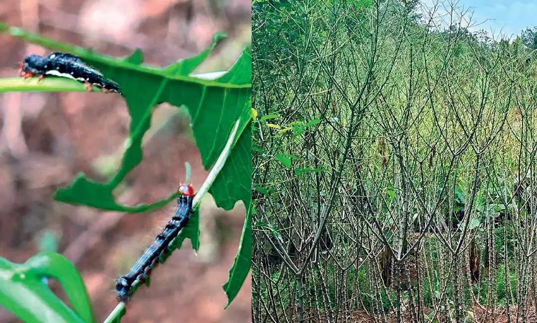 Crops facing severe damage due to an intense infestation of plague caterpillars. | Photo: MBI
