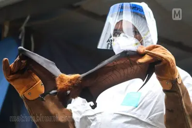 Malappuram: Suspected Nipah virus infection in recent death; Awaiting final test results