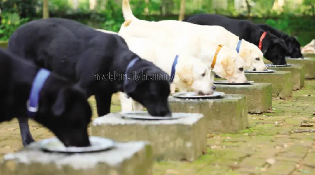 Representational image | Photo: Mathrubhumi