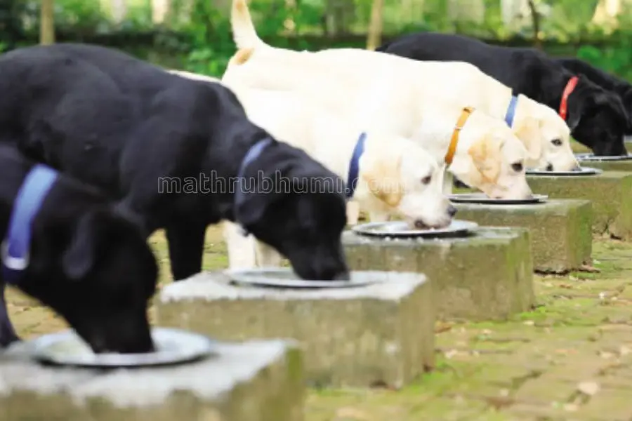 Telangana tunnel collapse: Kerala cadaver dogs join search for trapped workers