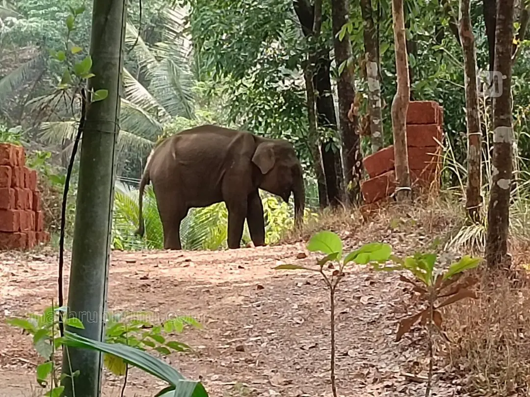 Wild elephant that roamed into residential area in Kannur | Photo: Latheesh Poovathur/Mathrubhumi