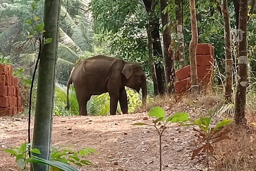 Severely wounded elephant tranquilised in Kannur after straying into residential zone
