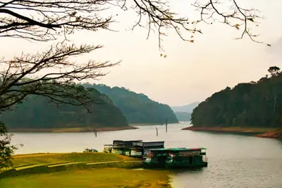 Explore Thekkady's luscious green forest in Buggy cars