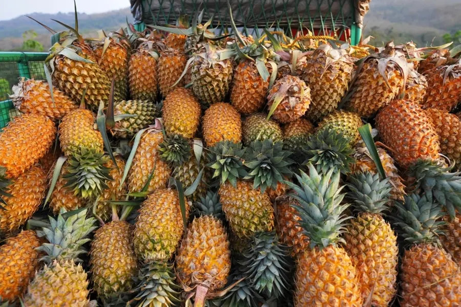 Ramzan boosts Pineapple sales in Kerala; Prices soar as demand peaks