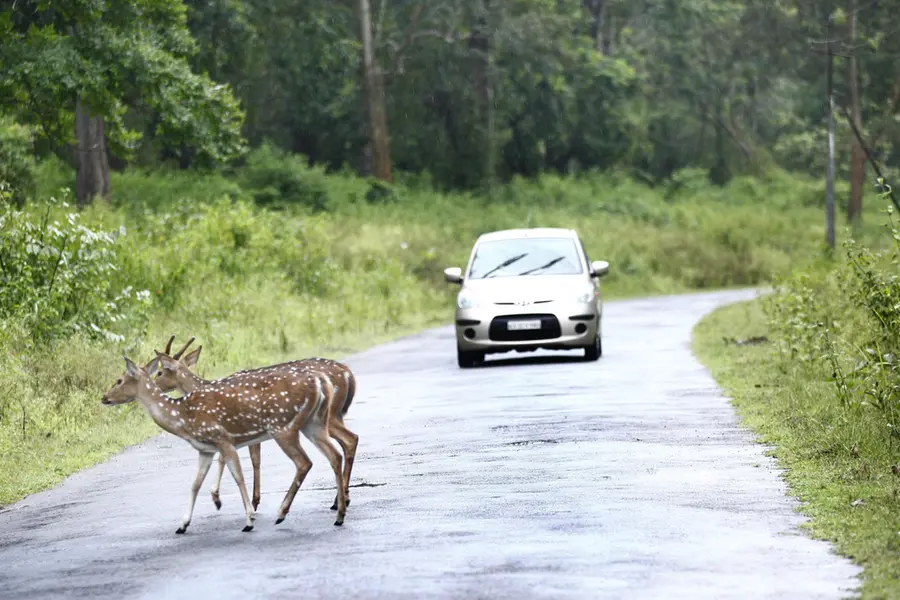 Family checks into resort, vanishes into forest next day: Debt, kidnapping or something more?