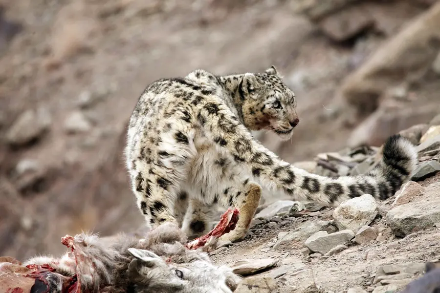 Fourth leopard caught by forest dept in Bahraich since September 29