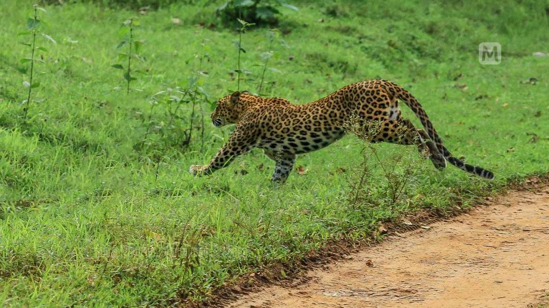 Shocking! Leopard strays into busy residential area near Bengaluru