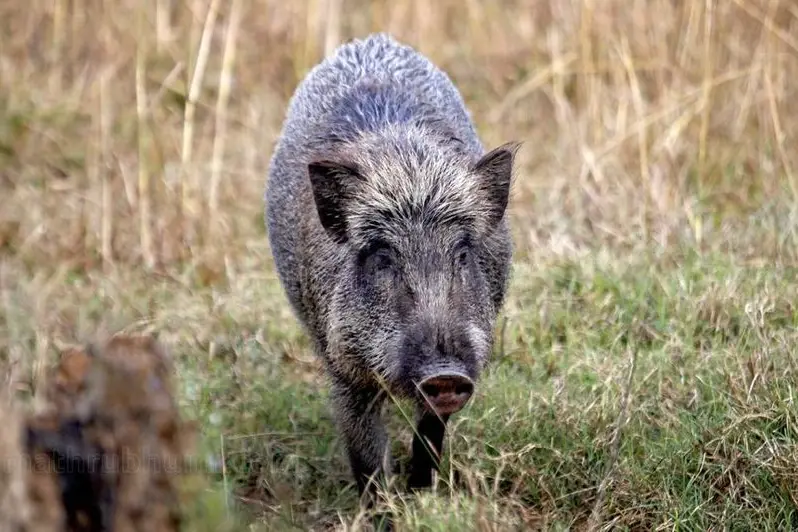 Kerala Govt announces ₹10 lakh aid for family of farmer killed in wild boar attack