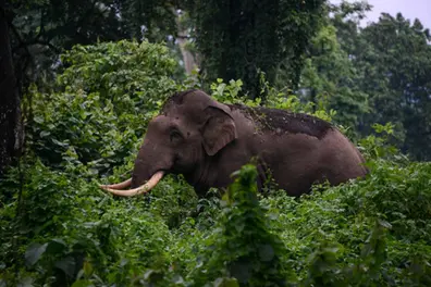 Female elephant dies from suspected electrocution near Kerala’s Peechi wildlife sanctuary