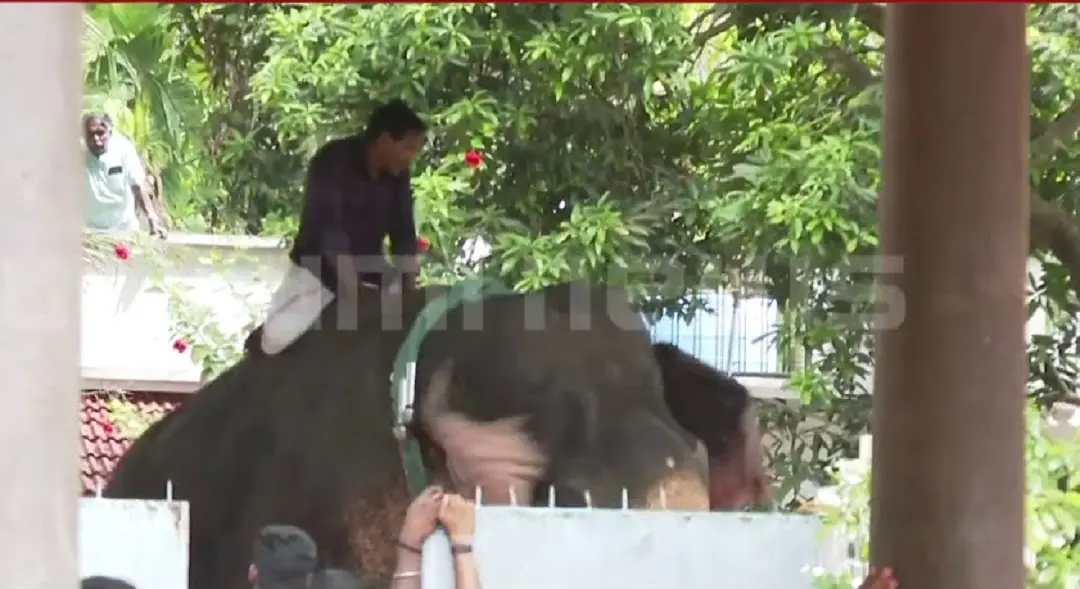 Visual of elephant running amok | Source: Mathrubhumi News