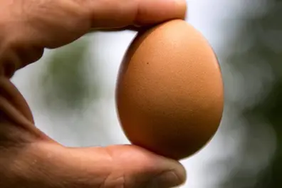 Why are egg prices soaring in the US?