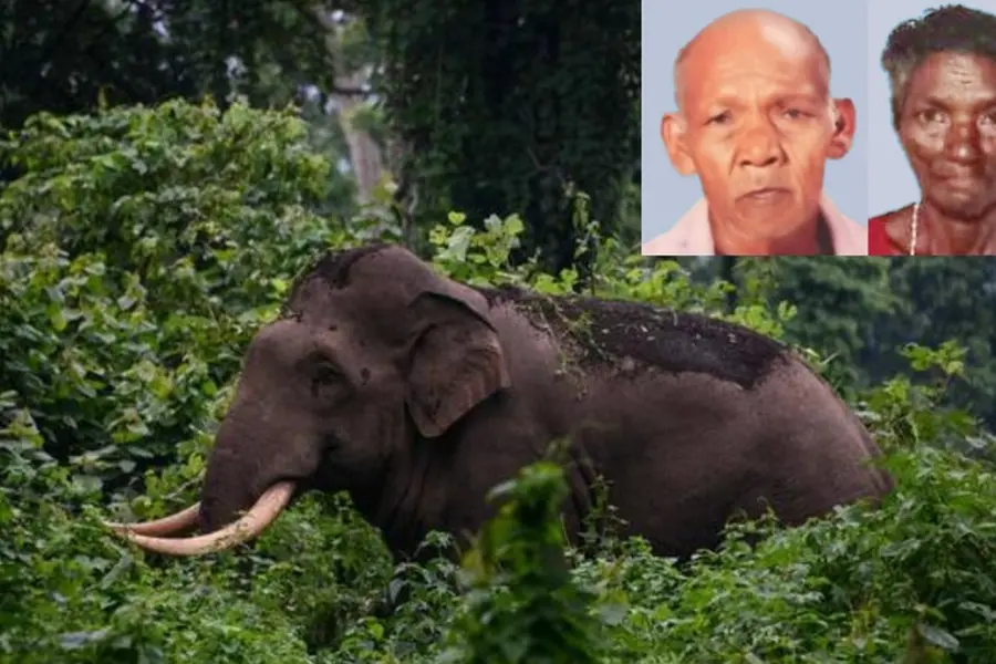 Tribal couple trampled to death by wild elephant in Kannur