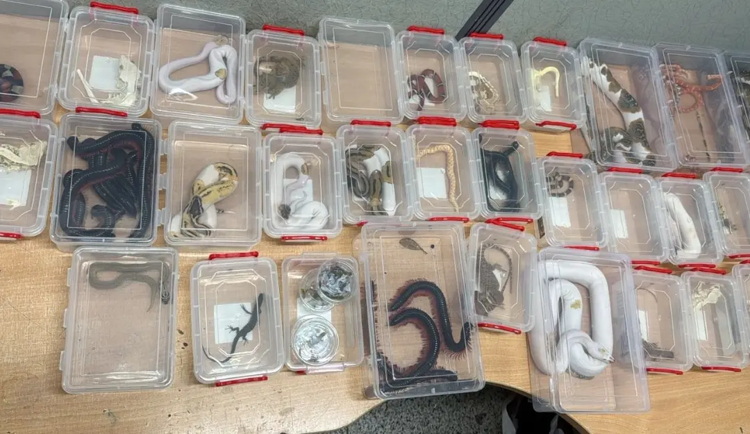 Recovered illegal exotic wildlife.