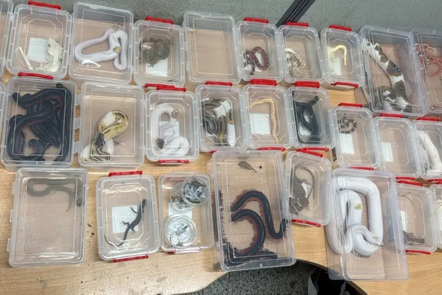 Snake-stuffed suitcases! Customs foil exotic wildlife smuggling at IGI airport