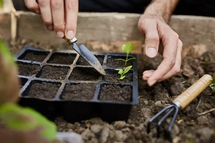 A beginner’s guide to gardening: How to start and nurture your green space