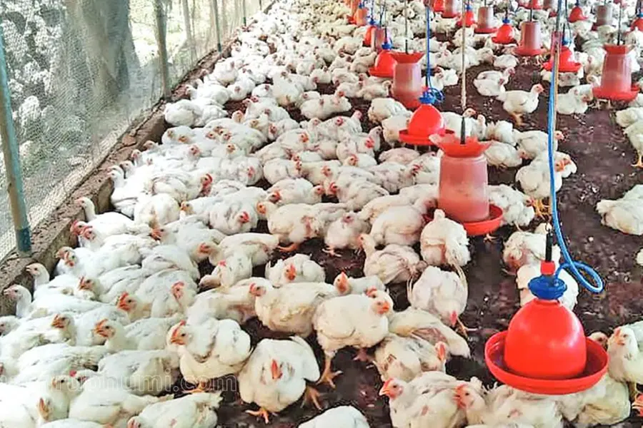 Mysterious disease kills 2,500 chickens in Telangana in just three days
