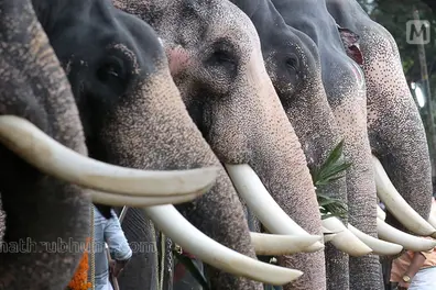 Elephant procession: Kerala HC lambasts Devaswom officer, initiates contempt proceedings