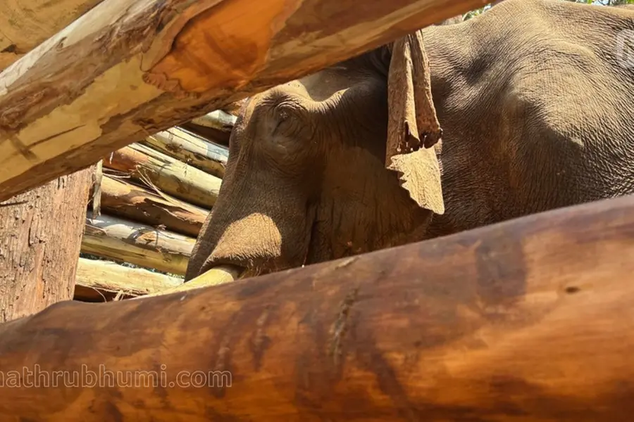 Injured tusker of Athirappilly dies during treatment