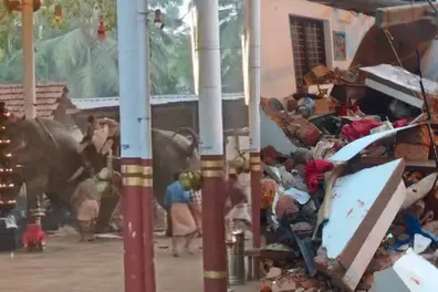 Elephant involved in Koyilandy rampage had history of aggression, signs of musth: Report