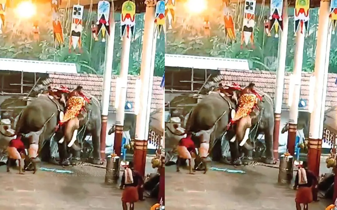 കുറുവങ്ങാട് മണക്കുളങ്ങര ക്ഷേത്രത്തില് ആനകള് വിരണ്ടതിന്റെ ദൃശ്യം