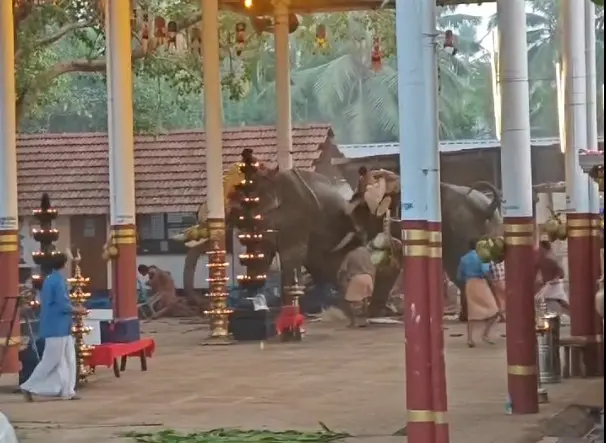 The elephants involved in the incident | Photo: Mathrubhumi