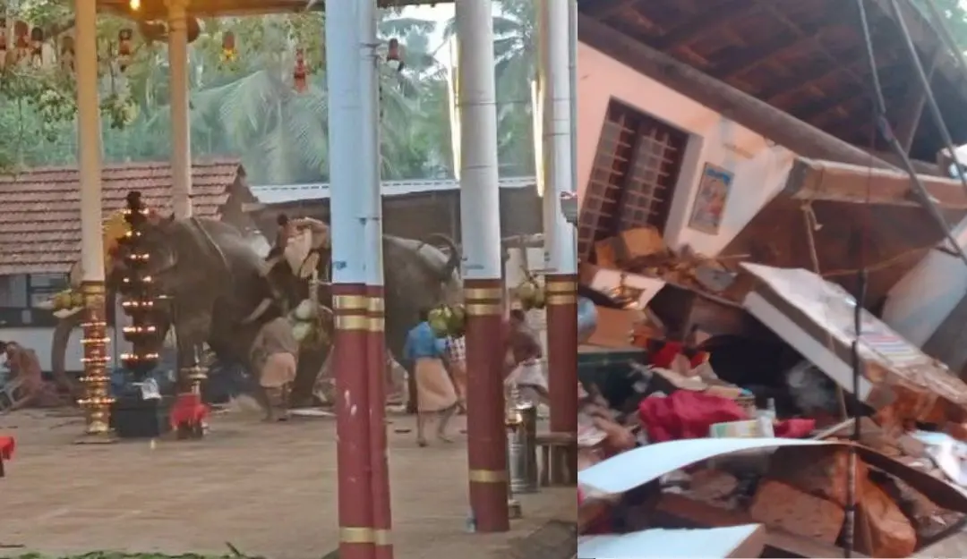 Elephants involved in the incident, damaged temple office (Photo: Mathrubhumi)
