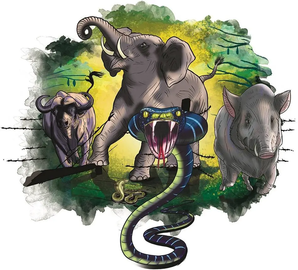 Human-wildlife conflict (Representative Image)