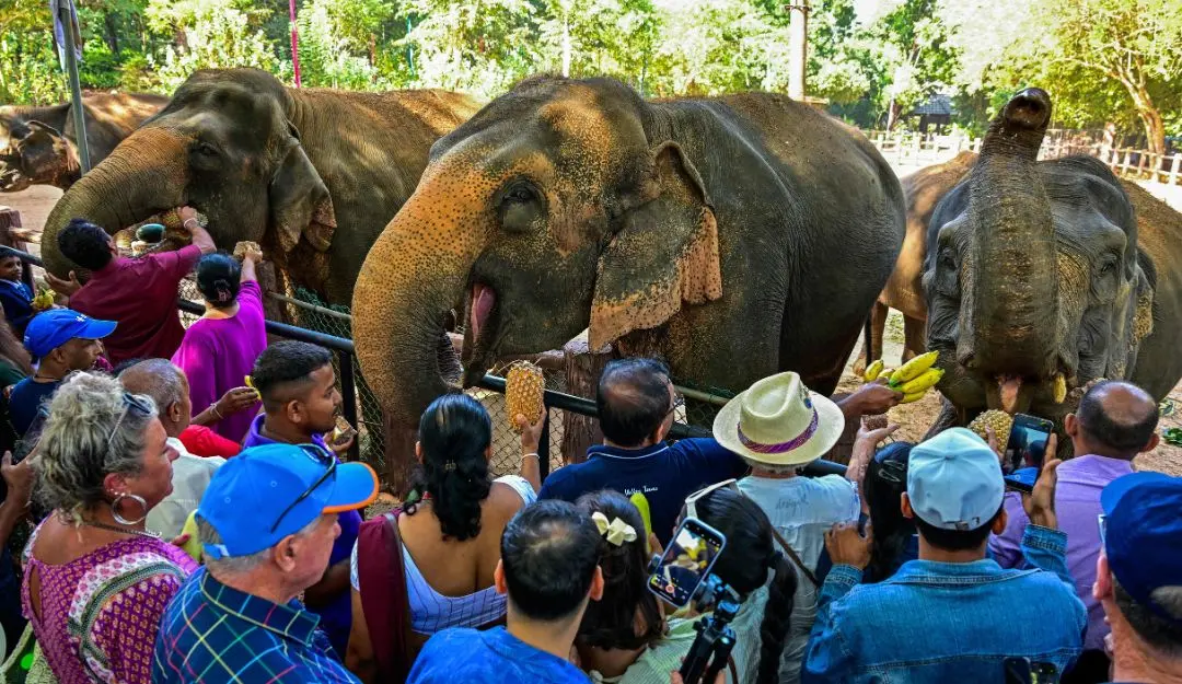 Visitors feed fruits to elephants at the Pinnawala Elephant Orphanage in Pinnawala | Photo: AFP