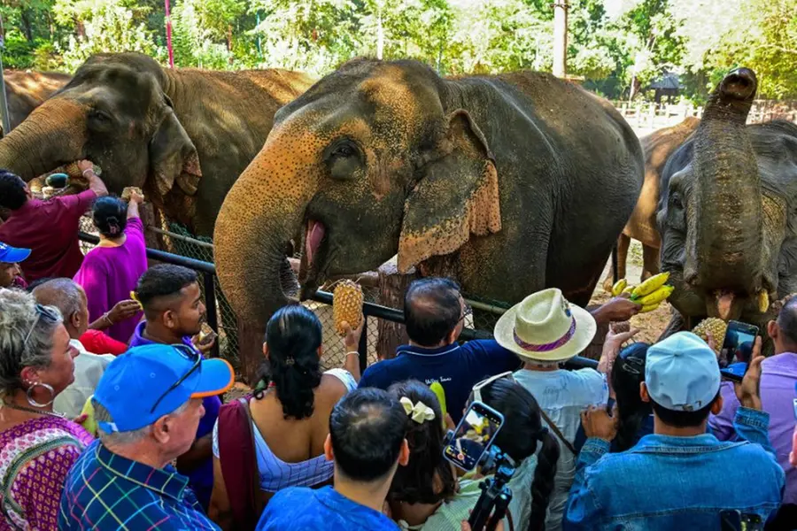 This elephant orphanage in Sri Lanka marks 50 years with fruit feast for 68 majestic jumbos