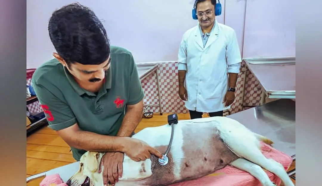 Dr John Abraham examines a dog using the newly developed stethoscope
