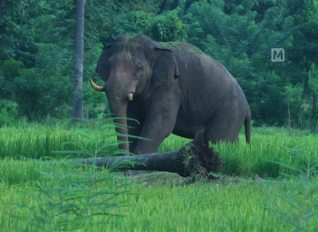 Representational Image | Mathrubhumi