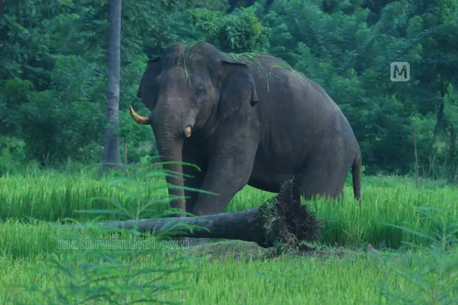 Tribal man stamped to death by wild elephant in Thrissur