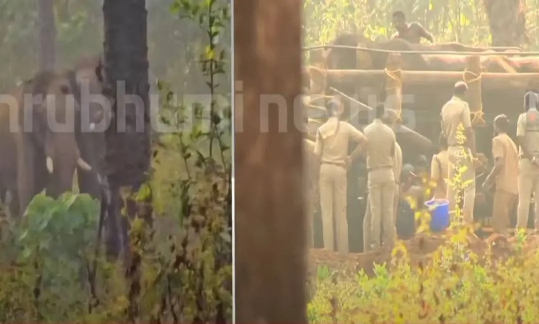 Injured elephant of Athirappilly is being moved to Abhayaranyam for further treatment - TV visuals