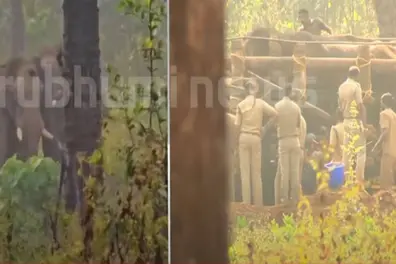 Injured tusker transferred to Abhayaranyam; first phase of treatment goes on well