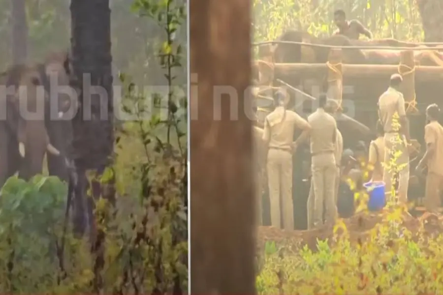 Injured tusker transferred to Abhayaranyam; first phase of treatment goes on well