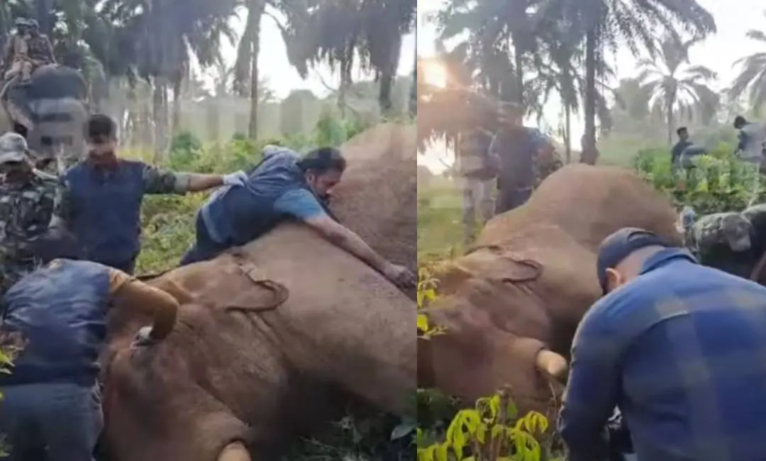 Visuals of elephant being tranquilised