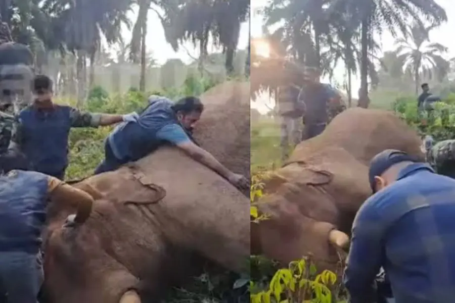 Injured tusker in Athirappilly tranquilized, treatment to continue at Kodanadu